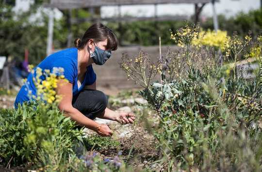 The Impulse To Garden In Hard Times Has Deep Roots