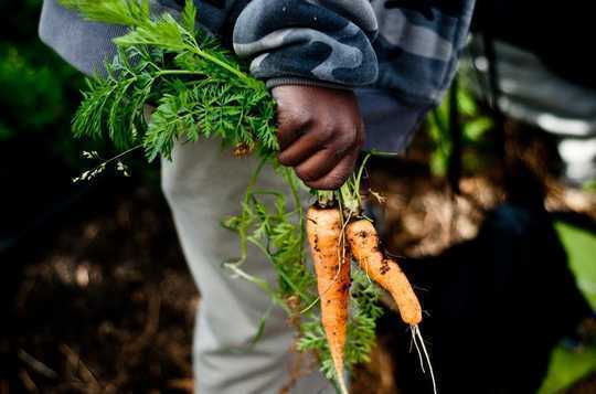 How Planting A Garden Can Boost Bees, Local Food And Resilience