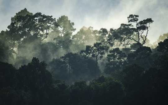 Why Rainforests Are Losing Their Power To Help Humanity Why Rainforests Are Losing Their Power To Help Humanity