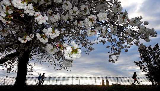 City Heat Islands Trick Trees Into Thinking It’s Spring