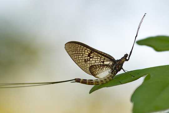 Stoneflies And Mayflies Are The 'Coal Mine Canaries' Of Our Streams Stoneflies And Mayflies Are The 'Coal Mine Canaries' Of Our Streams