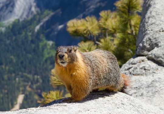 How Animals Are Coping With The Global Weirding Of The Earth's Seasons How Animals Are Coping With The Global Weirding Of The Earth's Seasons