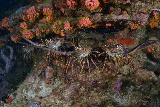 Social Distancing Works – Just Ask Lobsters, Ants And Vampire Bats Social Distancing Works – Just Ask Lobsters, Ants And Vampire Bats