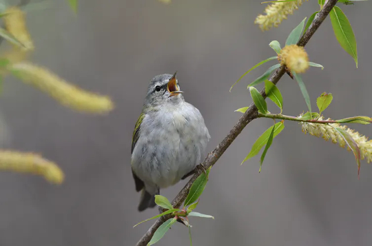 Cities Can Help Migrating Birds On Their Way By Planting More Trees And Turning Lights Off At Night