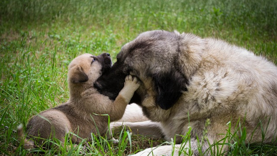 image of a dog and puppy touching noses