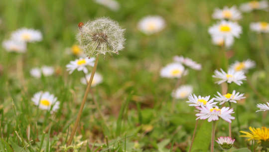 How To Plan and Conduct a Home Funeral How To Plan and Conduct a Home Funeral