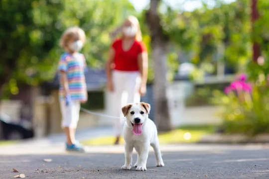 Sadly, most new pandemic puppies will not get walked enough.