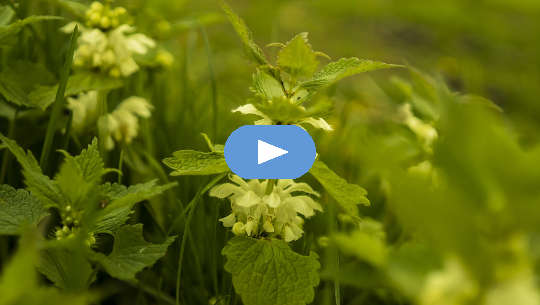 Have You Talked to the Weeds in Your Garden Lately? photo of stinging nettle flowers