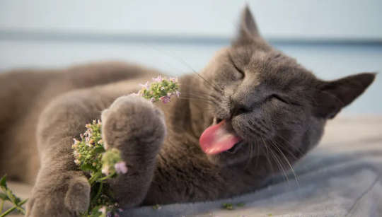 What Actually Is Catnip And Is It Safe For My Cat?