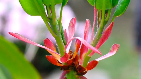 How Plants Manage The Shift From Winter To Spring