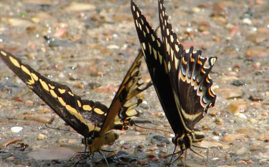 To Help Insects: How To Make Them Welcome In Your Garden