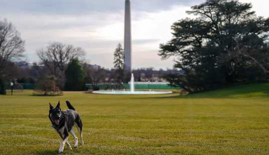 How Dogs In A Workplace Has Less Stress And Better Decision-making How Dogs In A Workplace Has Less Stress And Better Decision-making