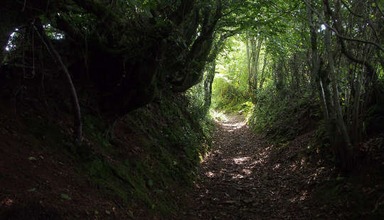 Walking a Healing Path a bright path in a dark forest