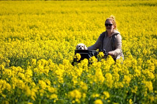 What Will Bring You More Joy, Love, and Peace This Year? woman on a bicycle riding through a field of bright yellow flowers with a small puppy in the bicycle's basket