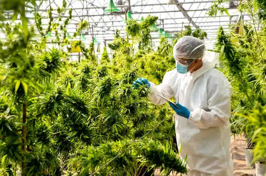 Here’s What Science Says about CBD ‘s Real Health Benefit a person wearing a lab coat and hair net in a cannabis greenhouse