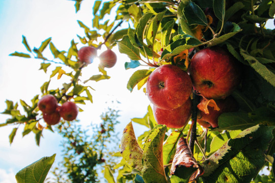 How the Apple Became the Forbidden Fruit garden of eden 2 18