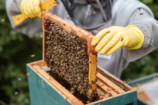 Is Your Honey Authentic? 10 Home Tests to Determine its Purity honey purity 6 4