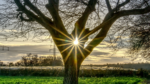 How to Center and Ground Yourself Amid Chaos: Find True North a wide tree with the sun peeking through a space in the branches