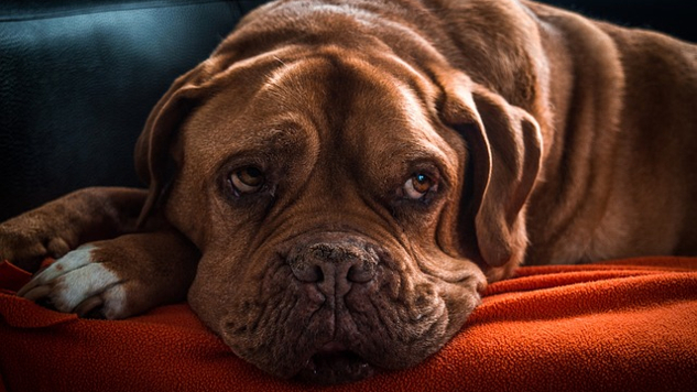 When Is the Right Time to Say Goodbye to Your Pet? an old dog laying down