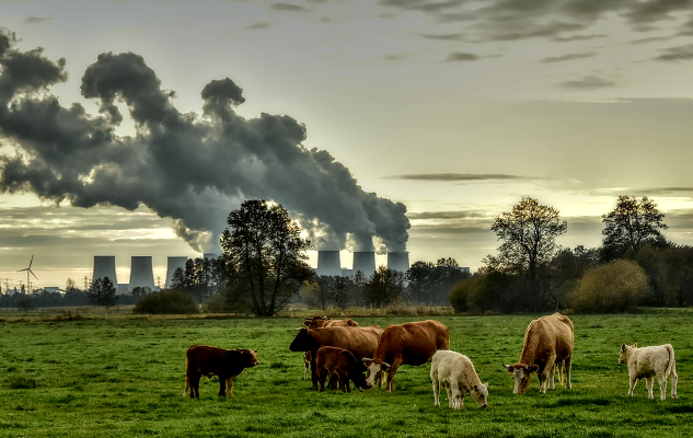 Something Needs to Be Done: Choosing Economy or Ecology? numerous smokestacks spewing dark smoke in the background, and cows foraging in the foreground