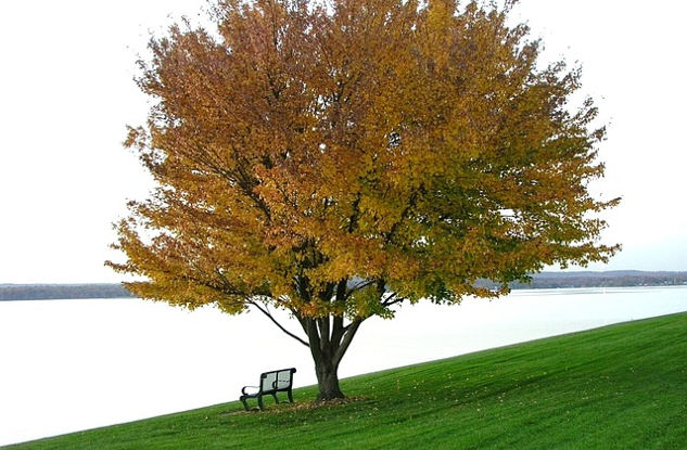 What is Non-Harming, and How Can You Do It? an empty bench underneath a large tree on the side of a calm lake setting