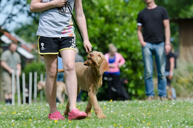 Pet Behavior and You: What Your Dog Is Telling You About You a dog being walked on a leash looking up at his owner
