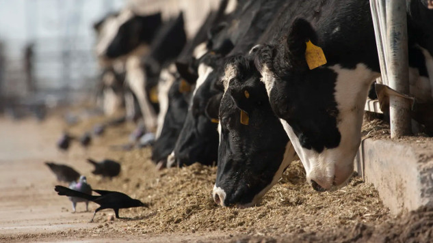 Bird Flu: Could It Trigger the Next Pandemic? mq2wigwi