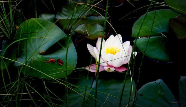 InnerSelf Magazine: March 10, 2025 A beautiful white lotus flower. Image by Inge Hartmann from Pixabay.
