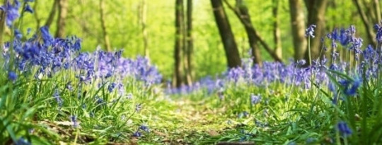 Path Of Bluebells