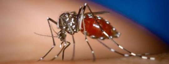 dengue