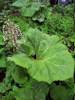 Butterbur Natural Herbal Supplement for Allergies graphic