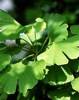 Gingko Biloba Natural Herbal Supplement for Allergies graphic