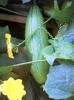 Luffa Herbal Supplements for Allergies graphic