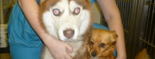 A Blind Dog with his own Seeing Eye Dog?