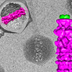 Looking Inside Viruses
