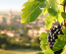 How Resveratrol May Fight Aging