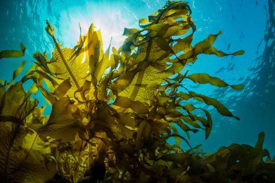 Feeding Farm Animals Seaweed Could Help Fight Antibiotic Resistance And Climate Change