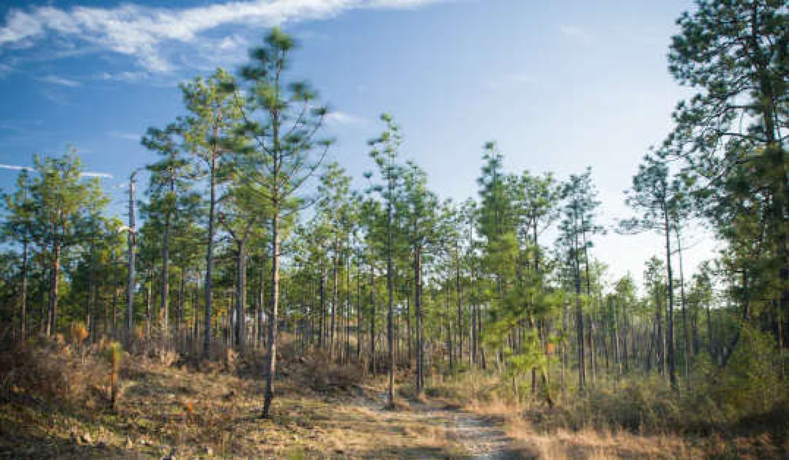 Plants Thrive In A Complex World By Communicating, Sharing Resources And Transforming Their Environments