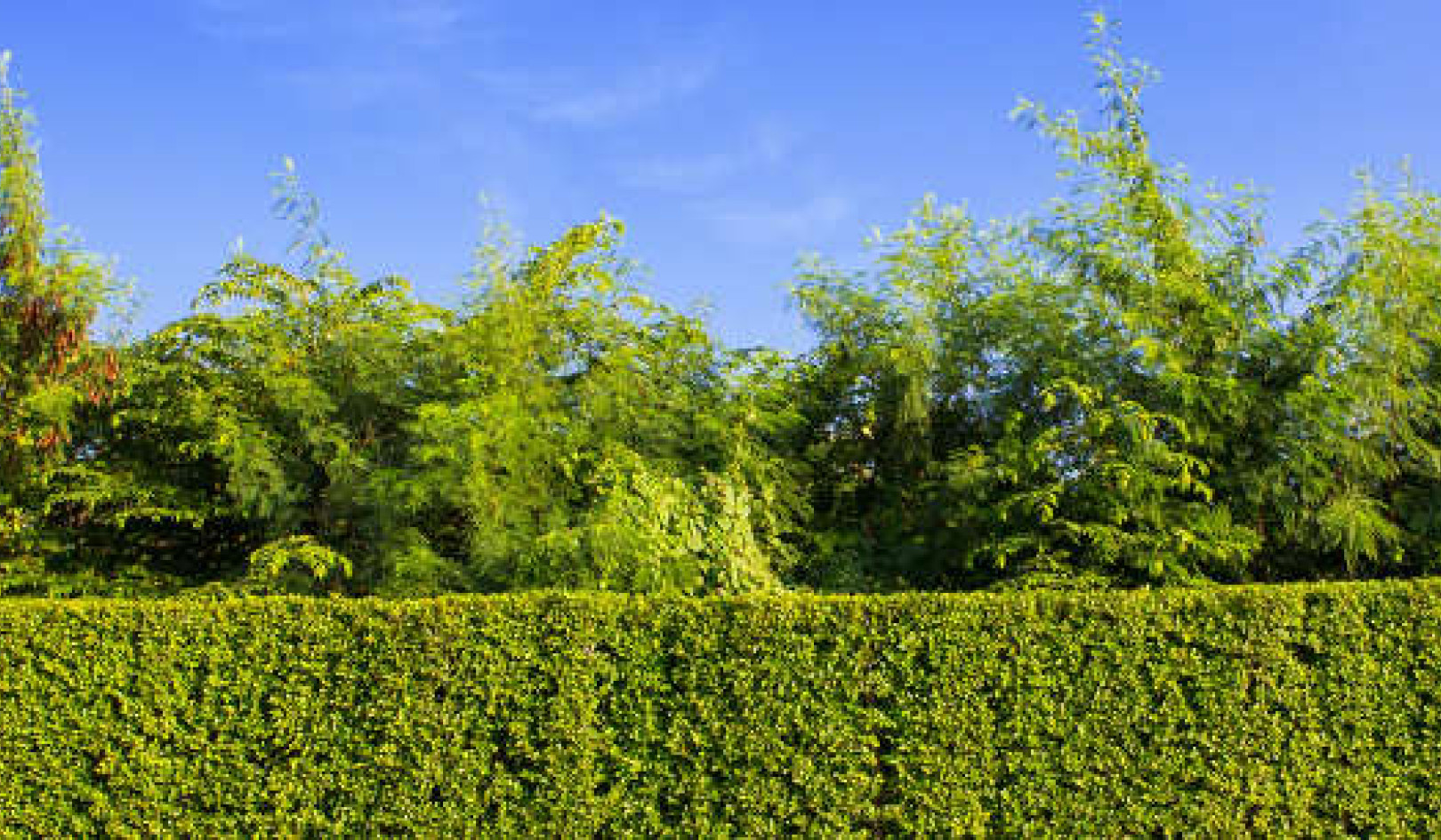 How the humble hedge works hard to protect Britain's urban environment