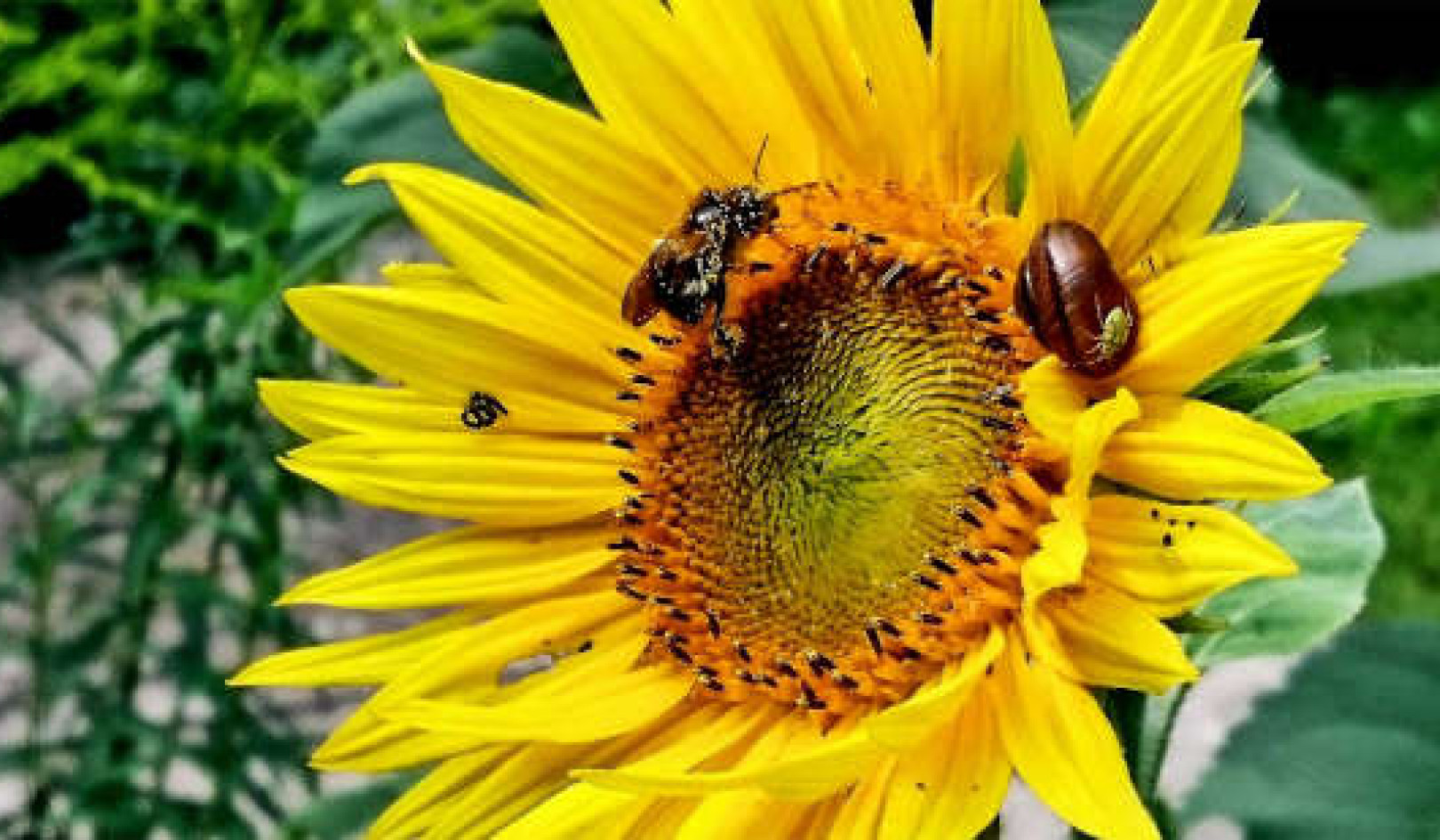 Plant Flower Billboards In Your Garden To Help Bugs In Trouble