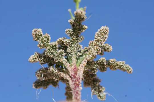 Stickiness Is A Weapon Some Plants Use To Fend Off Hungry Insects