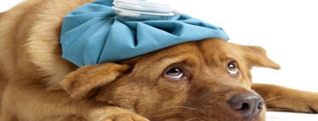 dog in pain