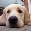 Natural Therapies for a Dog with Arthritis